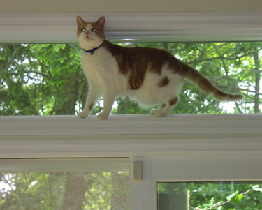 an orange and white cat walks on a narrow ledge high up inside the house